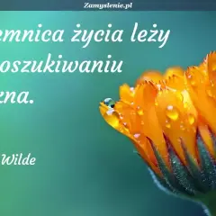 Sekret cytaty Oscara Wilde'a: "Tajemnica życia leży w poszukiwaniu piękna." Na zdjęciu: zbliżenie na pomarańczowy kwiat z kroplami rosy.