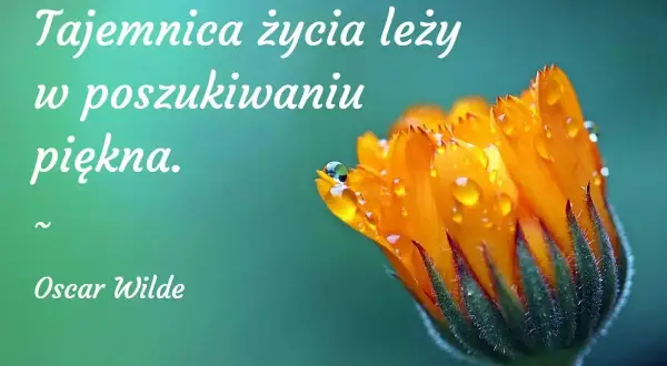 Sekret cytaty Oscara Wilde'a: "Tajemnica życia leży w poszukiwaniu piękna." Na zdjęciu: zbliżenie na pomarańczowy kwiat z kroplami rosy.