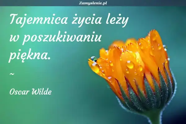 Sekret cytaty Oscara Wilde'a: "Tajemnica życia leży w poszukiwaniu piękna." Na zdjęciu: zbliżenie na pomarańczowy kwiat z kroplami rosy.
